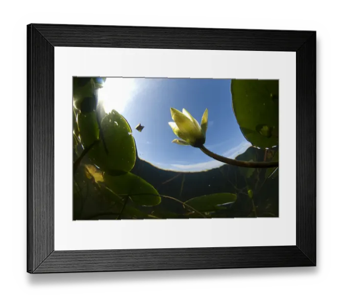 Framed Print : White water lily (Nymphea alba) in flower, viewed from below the surface, Lake Skadar Framed Print : White water lily (Nymphea alba) in flower, viewed from below the surface, Lake Skadar
