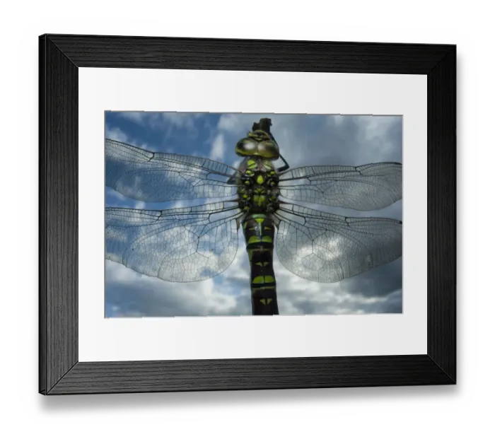 Framed Print : Female Emperor dragonfly (Anax imperator) close-up, on twig above water with clouds reflected Framed Print : Female Emperor dragonfly (Anax imperator) close-up, on twig above water with clouds reflected