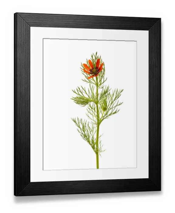 Framed Print : Pheasants eye (Adonis amurensis) in flower, Queyras Natural Park, France, May 2009 Framed Print : Pheasants eye (Adonis amurensis) in flower, Queyras Natural Park, France, May 2009