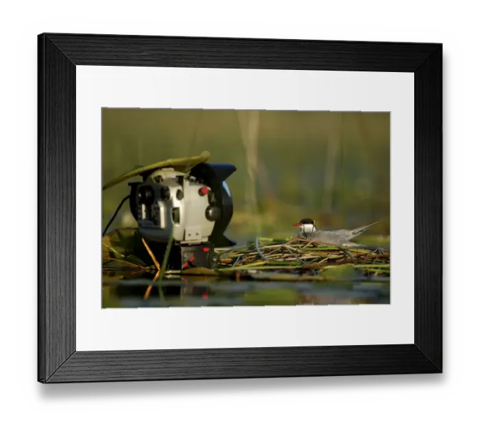 Framed Print : Whiskered tern (Chlidonias hybrida) on nest with remote controlled camera next to it Framed Print : Whiskered tern (Chlidonias hybrida) on nest with remote controlled camera next to it
