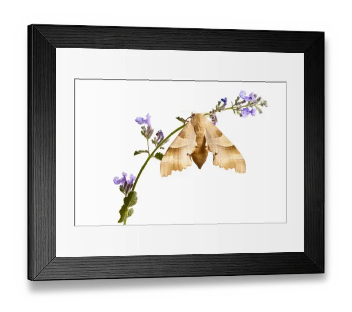 Framed Print : Oak hawkmoth (Marumba quercus) on flowering plant, Digne les Bains, France, May 2009 Framed Print : Oak hawkmoth (Marumba quercus) on flowering plant, Digne les Bains, France, May 2009