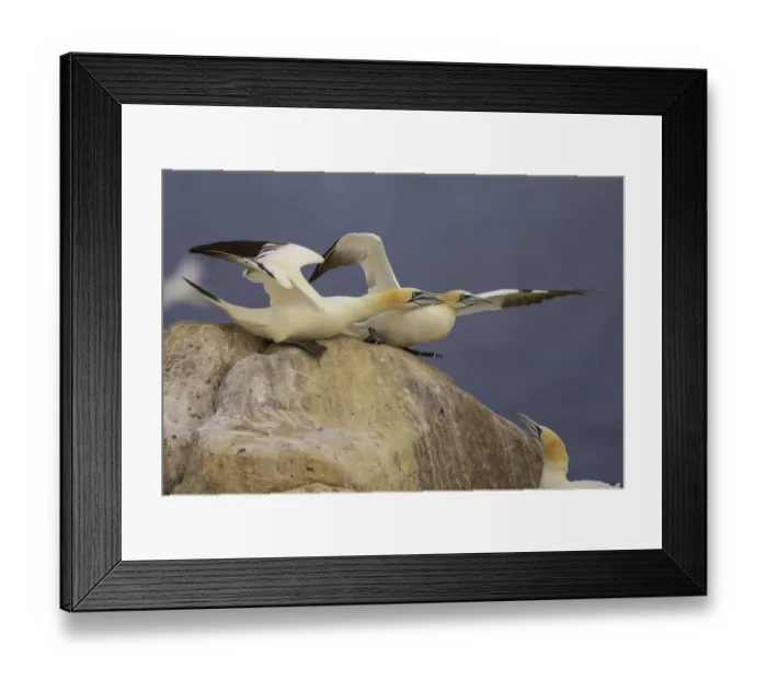 Framed Print : Northern gannets (Morus bassanus) on rock squabbling, Saltee Islands, Ireland, June 2009 Framed Print : Northern gannets (Morus bassanus) on rock squabbling, Saltee Islands, Ireland, June 2009