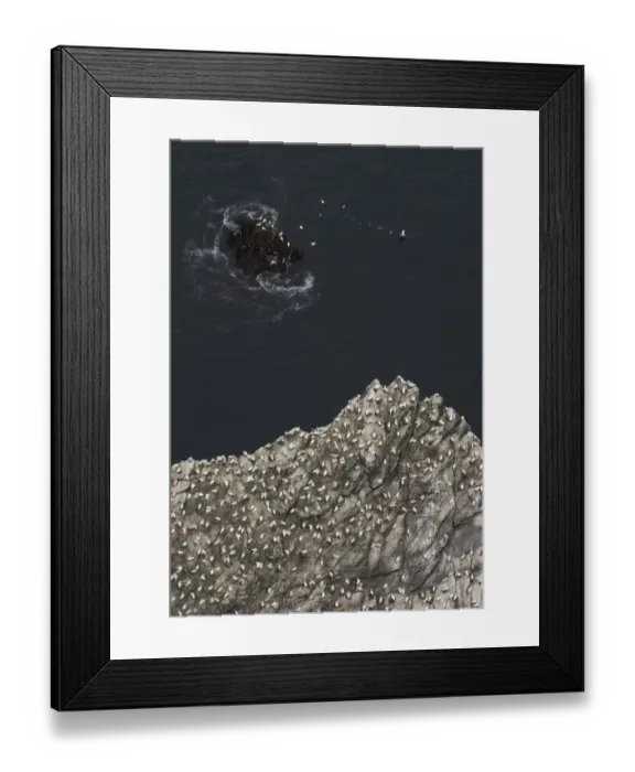 Framed Print : Northern gannet (Morus bassanus) colony on cliff, Hermaness, Shetland Isles, Scotland Framed Print : Northern gannet (Morus bassanus) colony on cliff, Hermaness, Shetland Isles, Scotland