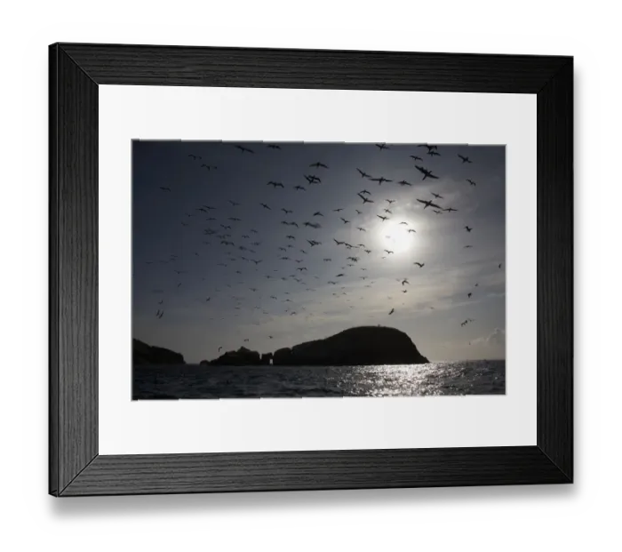 Framed Print : Northern gannets (Morus bassanus) in flight, The Flannans, Outer Hebrides, Scotland Framed Print : Northern gannets (Morus bassanus) in flight, The Flannans, Outer Hebrides, Scotland