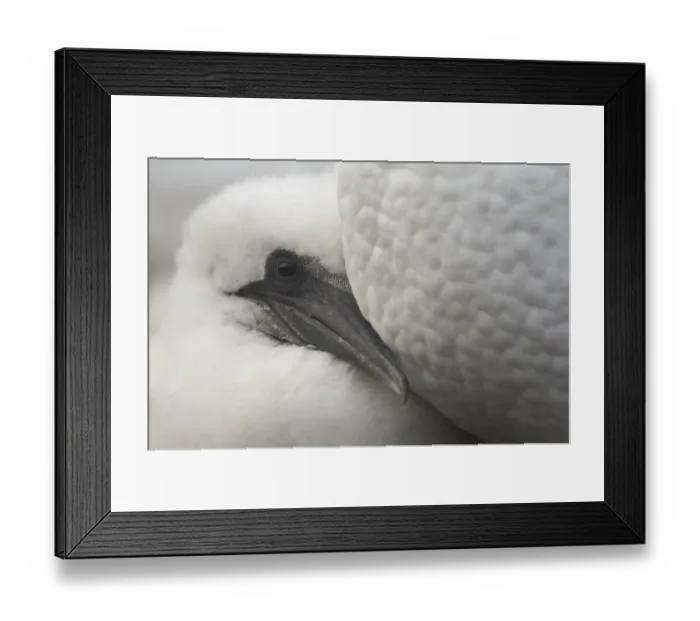 Framed Print : Northern gannet (Morus bassanus) chick, Bass Rock, Firth of Forth, Scotland, August 2009 Framed Print : Northern gannet (Morus bassanus) chick, Bass Rock, Firth of Forth, Scotland, August 2009