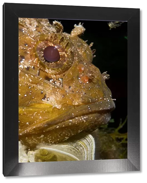 Scorpionfish (Scorpaena porcus) portrait, lying on the artificial reef, Larvotto Marine Reserve