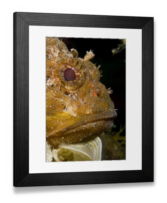 Framed Print : Scorpionfish (Scorpaena porcus) portrait, lying on the artificial reef, Larvotto Marine Reserve Framed Print : Scorpionfish (Scorpaena porcus) portrait, lying on the artificial reef, Larvotto Marine Reserve