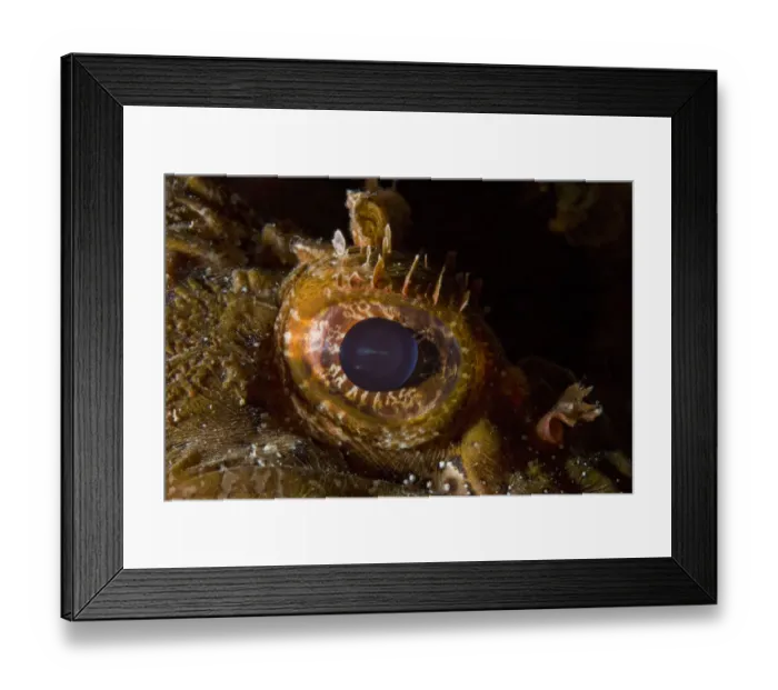 Framed Print : Scorpionfish (Scorpaena porcus) close-up of eye, Larvotto Marine Reserve, Monaco Framed Print : Scorpionfish (Scorpaena porcus) close-up of eye, Larvotto Marine Reserve, Monaco