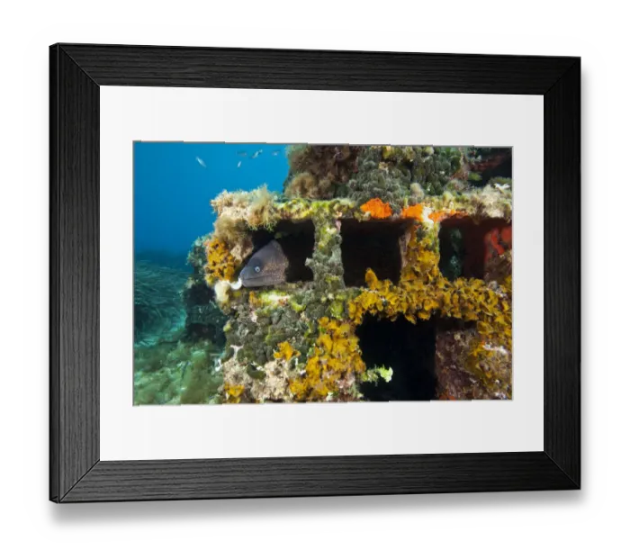 Framed Print : Moray eel (Muraena helena) looking out of a hole in the artificial reef, Larvotto Marine Reserve Framed Print : Moray eel (Muraena helena) looking out of a hole in the artificial reef, Larvotto Marine Reserve