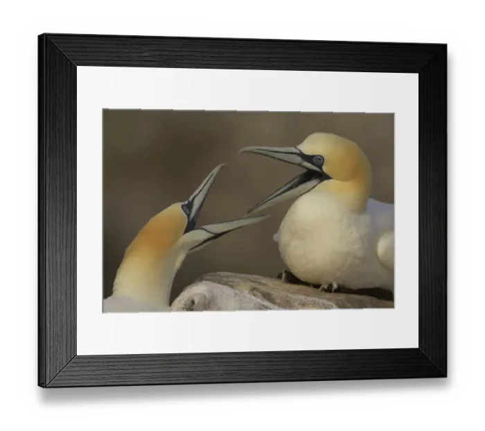 Framed Print : Northern gannets (Morus bassanus) fighting, Saltee Islands, Ireland, May 2008 Framed Print : Northern gannets (Morus bassanus) fighting, Saltee Islands, Ireland, May 2008