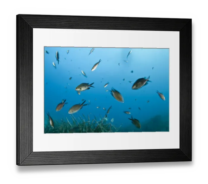 Framed Print : Shoal of Mediterranean / Blue damselfish (Chromis chromis) Larvotto Marine Reserve Framed Print : Shoal of Mediterranean / Blue damselfish (Chromis chromis) Larvotto Marine Reserve