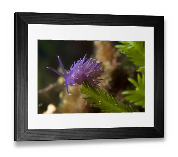 Framed Print : Nudibranch (Flabellina affinis) on algae (Caulerpa taxifolia) Larvotto Marine Reserve Framed Print : Nudibranch (Flabellina affinis) on algae (Caulerpa taxifolia) Larvotto Marine Reserve