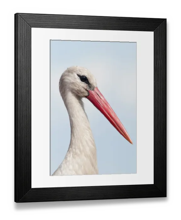 Framed Print : White stork (Ciconia ciconia) portrait, Prypiat area, Turov, Belarus, June 2009 Framed Print : White stork (Ciconia ciconia) portrait, Prypiat area, Turov, Belarus, June 2009