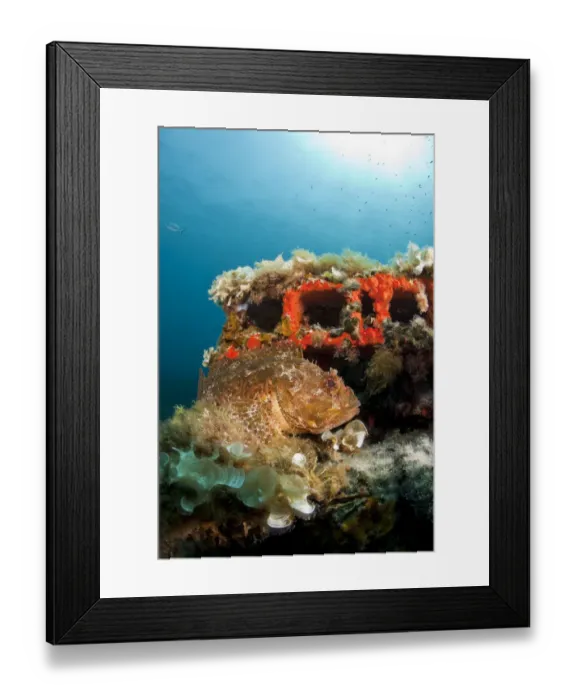 Framed Print : Scorpionfish (Scorpaena porcus) lying on the artificial reef, Larvotto Marine Reserve Framed Print : Scorpionfish (Scorpaena porcus) lying on the artificial reef, Larvotto Marine Reserve