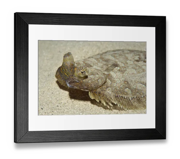 Framed Print : Wide-eyed flounder (Bothus podas) on seabed, Marine Reserve, Monaco, Mediterranean Sea Framed Print : Wide-eyed flounder (Bothus podas) on seabed, Marine Reserve, Monaco, Mediterranean Sea