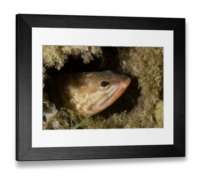 Framed Print : Comber (Serranus cabrilla) looking out of hole, Larvotto Marine Reserve, Monaco, Mediterranean Sea Framed Print : Comber (Serranus cabrilla) looking out of hole, Larvotto Marine Reserve, Monaco, Mediterranean Sea