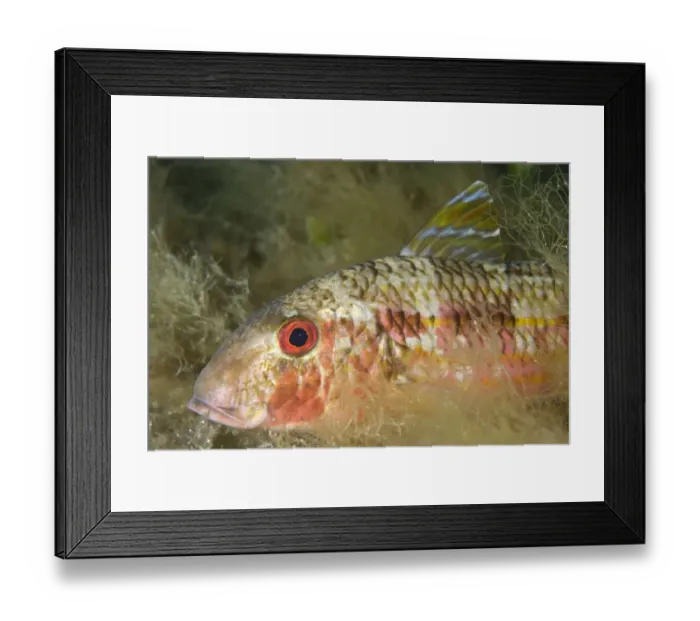 Framed Print : Striped red mullet (Mullus surmuletus) portrait, Larvotto Marine Reserve, Monaco Framed Print : Striped red mullet (Mullus surmuletus) portrait, Larvotto Marine Reserve, Monaco