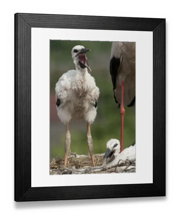 Framed Print : Two White stork (Ciconia Ciconia) chicks, one calling, Prypiat area, Turov, Belarus