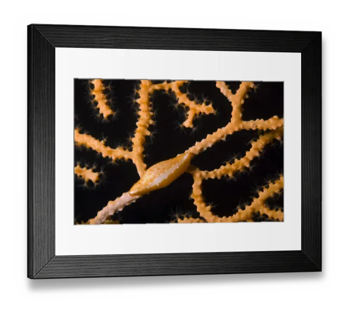 Framed Print : Keys simnia (Neosimnia spelta) on a Yellow gorgonia (Eunicella cavolini) Larvotto Marine Reserve Framed Print : Keys simnia (Neosimnia spelta) on a Yellow gorgonia (Eunicella cavolini) Larvotto Marine Reserve
