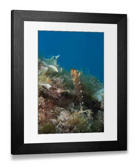 Framed Print : Male Yellow triplefin blenny (Tripterygion delaisi) Larvotto Marine Reserve, Monaco Framed Print : Male Yellow triplefin blenny (Tripterygion delaisi) Larvotto Marine Reserve, Monaco