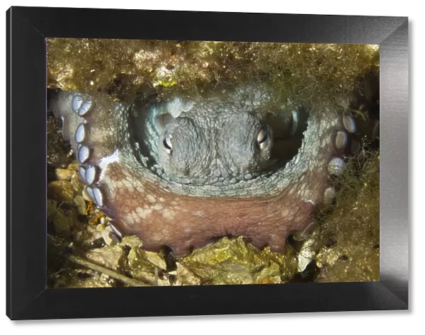 Common octopus (Octopus vulgaris) in hole, Larvotto Marine Reserve, Monaco, Mediterranean Sea