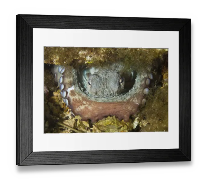 Framed Print : Common octopus (Octopus vulgaris) in hole, Larvotto Marine Reserve, Monaco, Mediterranean Sea Framed Print : Common octopus (Octopus vulgaris) in hole, Larvotto Marine Reserve, Monaco, Mediterranean Sea