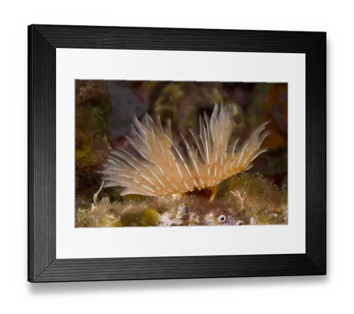 Framed Print : Tube worm (Protula tubularia) Larvotto Marine Reserve, Monaco, Mediterranean Sea Framed Print : Tube worm (Protula tubularia) Larvotto Marine Reserve, Monaco, Mediterranean Sea