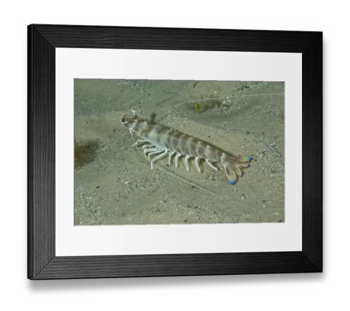 Framed Print : Caramote prawn (Penaeus kerathurus) Larvotto Marine Reserve, Monaco, Mediterranean Sea Framed Print : Caramote prawn (Penaeus kerathurus) Larvotto Marine Reserve, Monaco, Mediterranean Sea