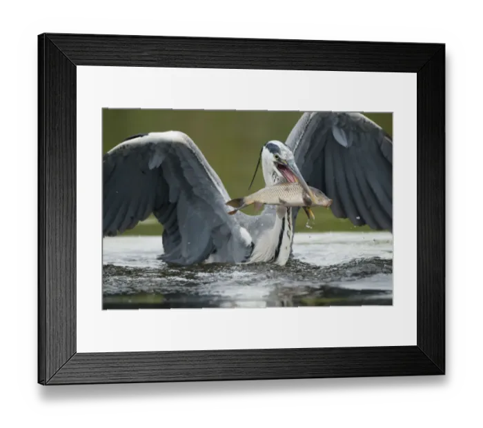 Framed Print : Grey heron (Ardea cinerea) with a fish in its beak, Fisher pond, Prypiat area, Belarus Framed Print : Grey heron (Ardea cinerea) with a fish in its beak, Fisher pond, Prypiat area, Belarus