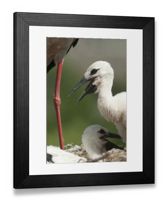 Framed Print : White stork (Ciconia ciconia) chicks in nest, Prypiat area, Turov, Belarus, June 2009 Framed Print : White stork (Ciconia ciconia) chicks in nest, Prypiat area, Turov, Belarus, June 2009