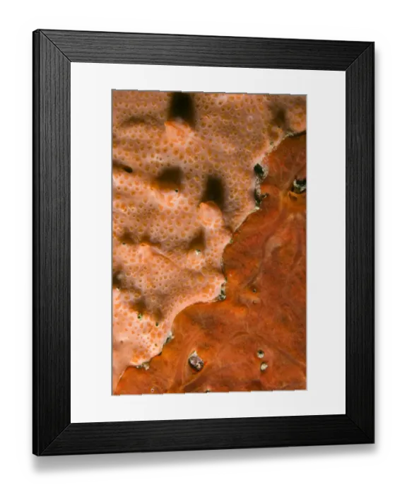 Framed Print : Close-up of rock covered with encrusting sponge (Spirastrella cunctatrix) and (Phorbas Framed Print : Close-up of rock covered with encrusting sponge (Spirastrella cunctatrix) and (Phorbas
