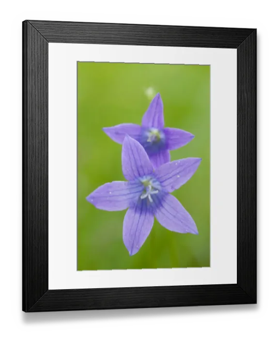 Framed Print : Two Wild bellflowers (Campanula sp) Prypiat area, Belarus, June 2009 Framed Print : Two Wild bellflowers (Campanula sp) Prypiat area, Belarus, June 2009
