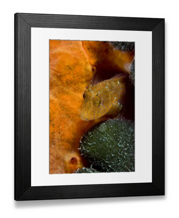 Framed Print : Ringneck blenny (Parablennius pilicornis) Larvotto Marine Reserve, Monaco, Mediterranean Sea Framed Print : Ringneck blenny (Parablennius pilicornis) Larvotto Marine Reserve, Monaco, Mediterranean Sea