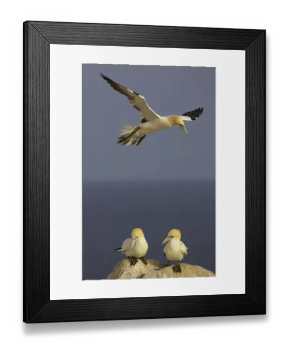 Framed Print : Northern gannet (Morus bassanus) flying over two on rock, Saltee Islands, Ireland