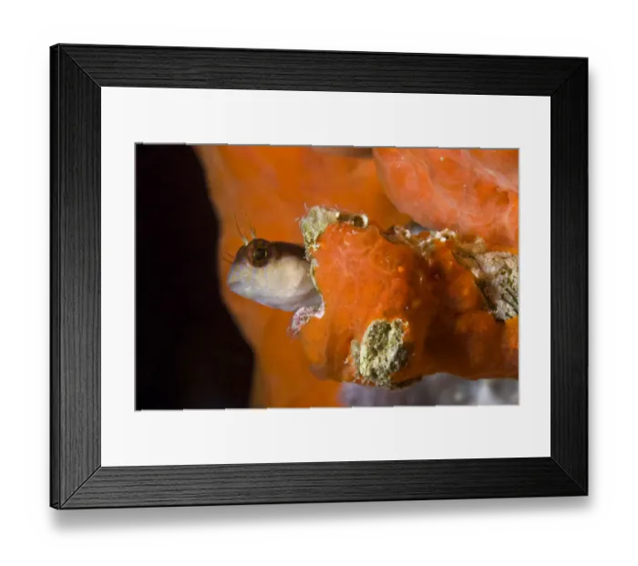 Framed Print : Striped blenny (Parablennius rouxi) looking out of hole in rock covered with encrusting sponge Framed Print : Striped blenny (Parablennius rouxi) looking out of hole in rock covered with encrusting sponge