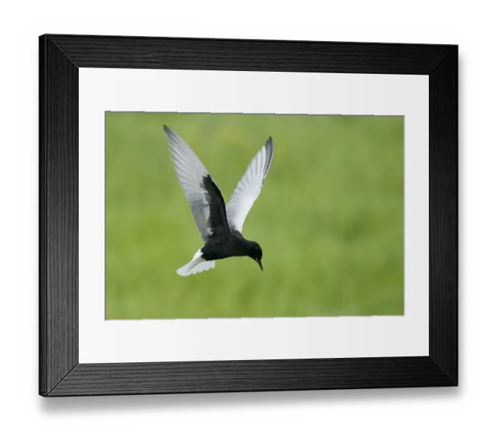 Framed Print : White winged black tern (Chlidonias leucopterus) in flight, Prypiat river, Belarus Framed Print : White winged black tern (Chlidonias leucopterus) in flight, Prypiat river, Belarus
