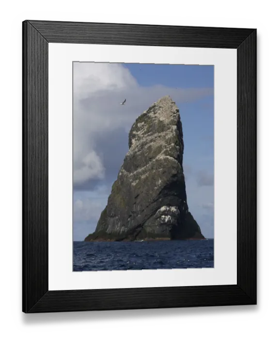 Framed Print : Northern gannet (Morus bassanus) colony, St Kilda, Scotland, May 2009 Framed Print : Northern gannet (Morus bassanus) colony, St Kilda, Scotland, May 2009
