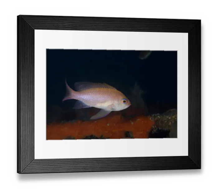 Framed Print : Mediterranean fairy basslet (Anthias anthias) on artificial reef, Larvotto Marine Reserve Framed Print : Mediterranean fairy basslet (Anthias anthias) on artificial reef, Larvotto Marine Reserve