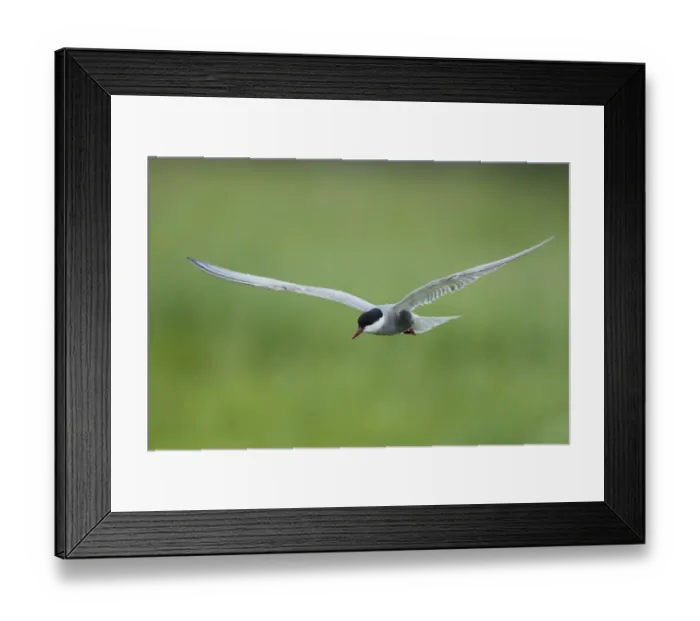 Framed Print : Whiskered tern (Chlidonias hybridus) in flight, Prypiat River, Belarus, June 2009