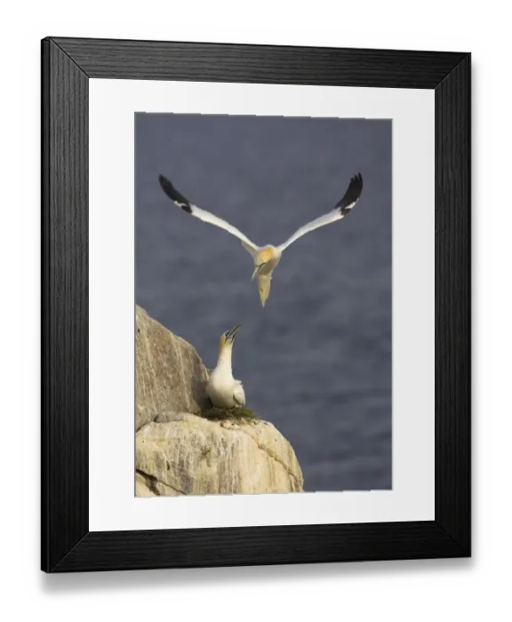 Framed Print : Northern gannets (Morus bassanus) pair at nest, Saltee Islands, Ireland, June 2009 Framed Print : Northern gannets (Morus bassanus) pair at nest, Saltee Islands, Ireland, June 2009