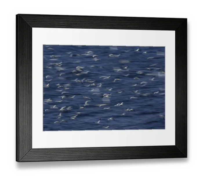 Framed Print : Northern gannets (Morus bassanus) flying low over the sea, North Atlantic, June 2009 Framed Print : Northern gannets (Morus bassanus) flying low over the sea, North Atlantic, June 2009
