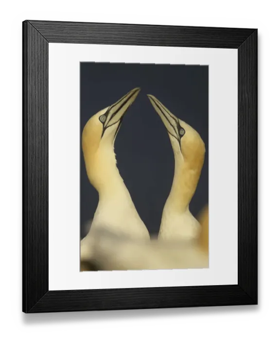 Framed Print : Northern gannets (Morus bassanus) displaying, Saltee Islands, Ireland, May 2008 Framed Print : Northern gannets (Morus bassanus) displaying, Saltee Islands, Ireland, May 2008