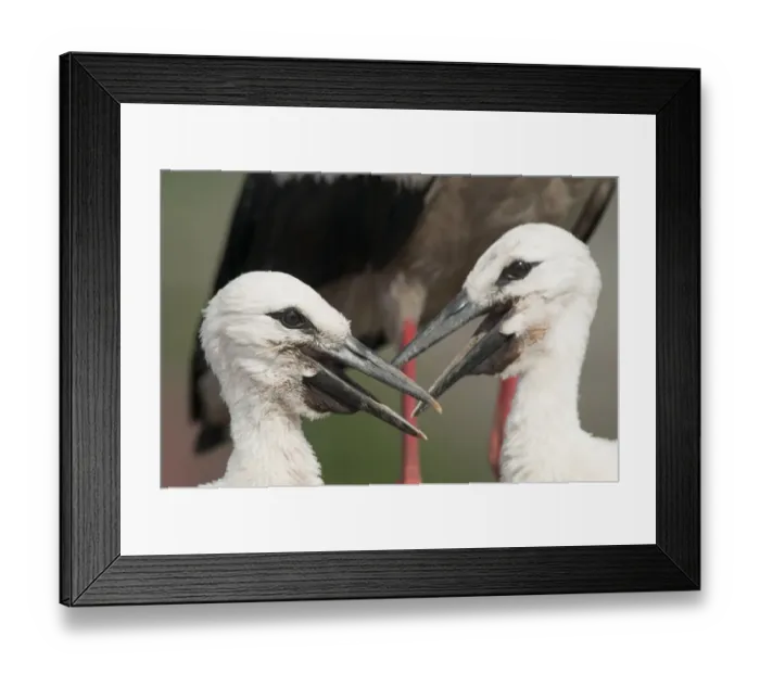 Framed Print : Two White stork (Ciconia ciconia) chicks, Prypiat area, Turov, Belarus, June 2009 Framed Print : Two White stork (Ciconia ciconia) chicks, Prypiat area, Turov, Belarus, June 2009