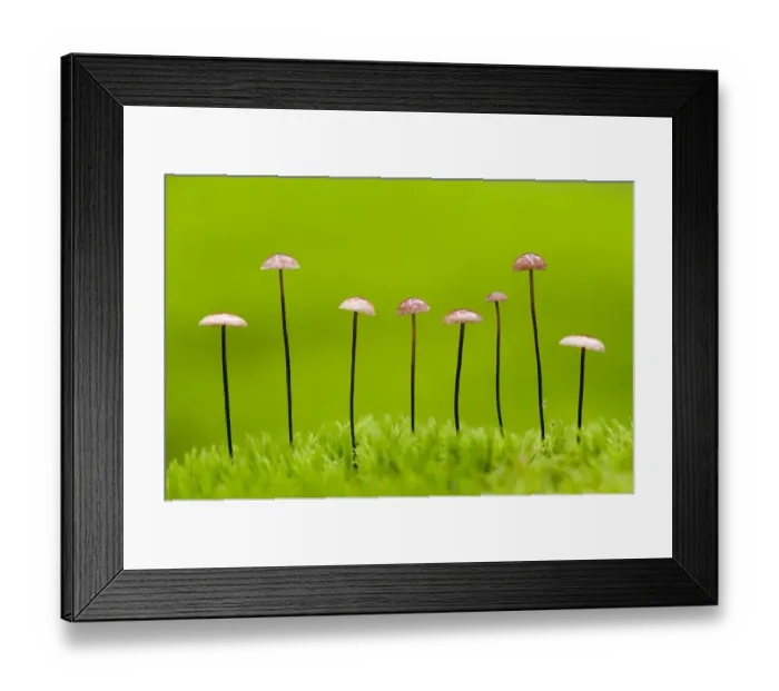 Framed Print : Horse hair parachute mushrooms (Marasmius androsacaceus) Belarus, June 2009. WWE BOOK Framed Print : Horse hair parachute mushrooms (Marasmius androsacaceus) Belarus, June 2009. WWE BOOK