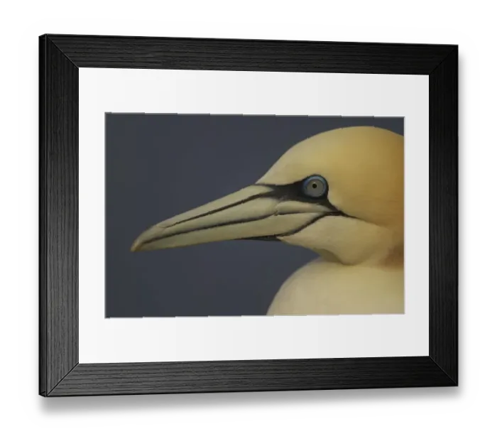 Framed Print : Northern gannet (Morus bassanus) portrait, Saltee Islands, Ireland, May 2008 Framed Print : Northern gannet (Morus bassanus) portrait, Saltee Islands, Ireland, May 2008