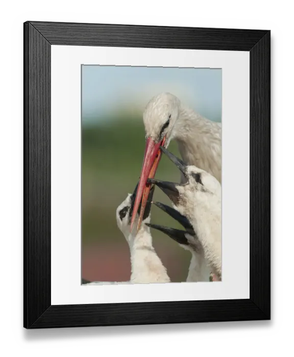 Framed Print : White stork (Ciconia ciconia) feeding three chicks, Prypiat area, Turov, Belarus Framed Print : White stork (Ciconia ciconia) feeding three chicks, Prypiat area, Turov, Belarus