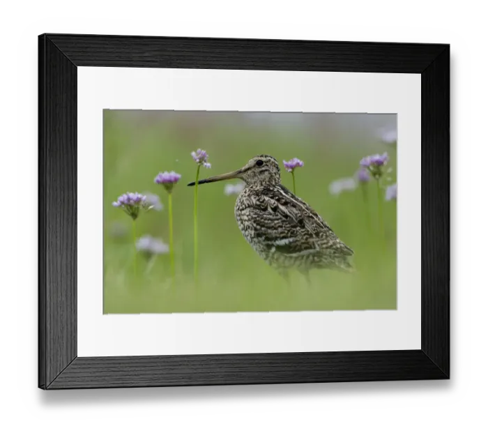 Framed Print : Great snipe (Gallinago media) near the Prypiat river, Belarus, June 2009 Framed Print : Great snipe (Gallinago media) near the Prypiat river, Belarus, June 2009