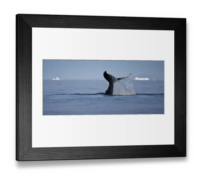 Framed Print : Tail fluke of a diving Humpback whale (Megaptera novaeangliae) Disko Bay, Greenland Framed Print : Tail fluke of a diving Humpback whale (Megaptera novaeangliae) Disko Bay, Greenland