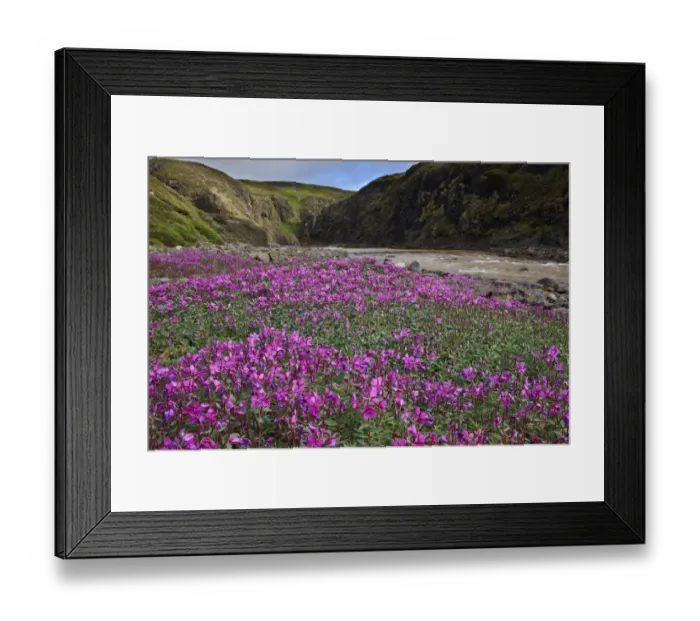 Framed Print : Willowherb (fireweed) {Epilobium latifolium} flowering by a stream, Qeqertarsuaq Framed Print : Willowherb (fireweed) {Epilobium latifolium} flowering by a stream, Qeqertarsuaq