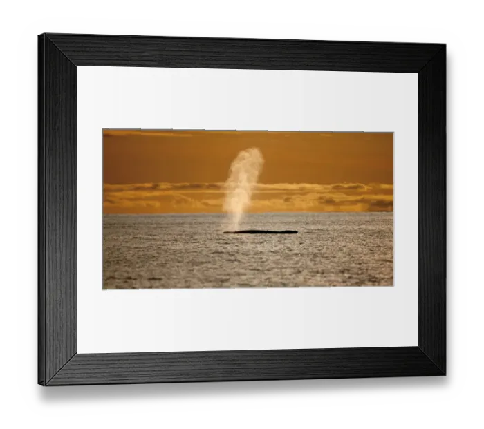 Framed Print : Humpback whale (Megaptera novaeangliae) blowing at sunset, Disko Bay, Greenland